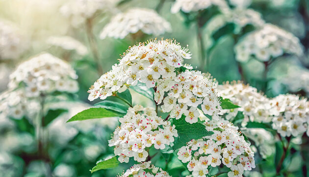floral background from white spiraea flowers, beautiful spring natural image