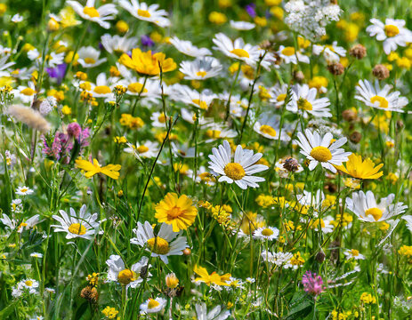 floral background of a meadow with yellow and white wildflowers