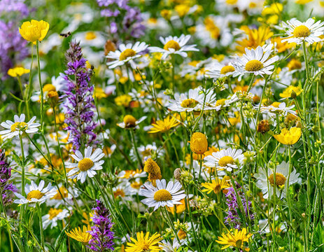 floral background of a meadow with yellow and white wildflowers
