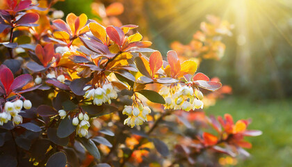 floral background_ autumn barberry bush with flowers in the garden
