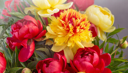Obraz na płótnie Canvas floral background_ red and yellow peony flower_ nature, flowering concept