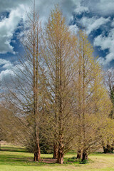 Fototapeta premium Trees near Poole Harbour