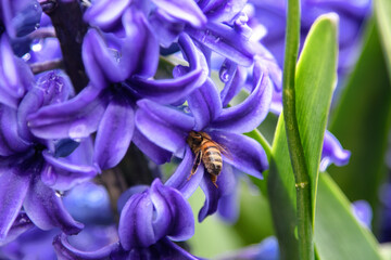 Lila Gartenhyazinthe,Hyacinthus orientalis,Biene steckt ihren Kopf in die Blüte, Makro, mehrere...
