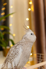 Yellow cockatiel parrot.Cute cockatiel.Home pet parrot.The best cockatiel.Beautiful photo of a...