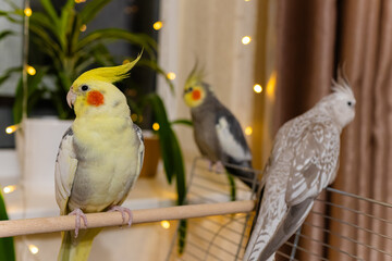 Fototapeta premium Cockatiel parrots.Funny parrots.Cockatiel pets.Bird with a crest.Cute animal.Funny bird.Cockatiel.Parrots are playing. Caring for pets.Birds.Animals.Cute cockatiel.Home pet parrot.The best birds.