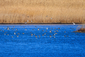 狩りのために飛翔する美しいハヤブサ（ハヤブサ科）と逃げ惑うカモ類。

日本国栃木県栃木市、渡良瀬遊水地にて。
ラムサール条約登録地。
2024年1月7日撮影。

Beautiful Peregrine Falcon (Falco peregrinus, family comprising falcons) in flight for hunting and fleeing ducks.

At W