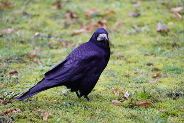 Visits from Eastern Europe, Corvus frugilegus as winter guests annually from November to the end of March. Hanover, Germany.
