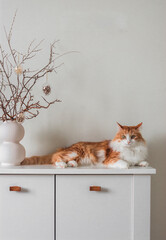 Minimalism style Easter bouquet and a beautiful homemade ginger cat on a white wooden chest of...