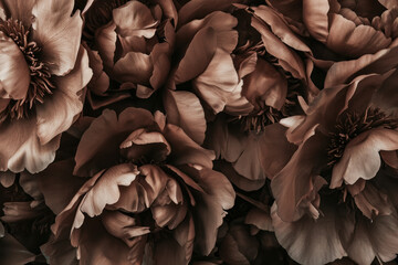 Beige and chocolate peonies background 