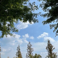 trees and sky