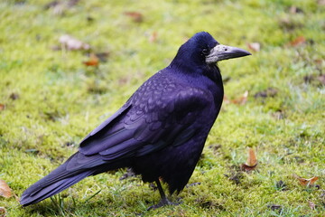 Obraz premium Visits from Eastern Europe, Corvus frugilegus as winter guests annually from November to the end of March. Hanover, Germany.