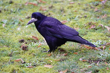 Visits from Eastern Europe, Corvus frugilegus as winter guests annually from November to the end of March. Hanover, Germany.