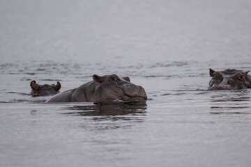 hippos in natural conditions in a national park in Kenya