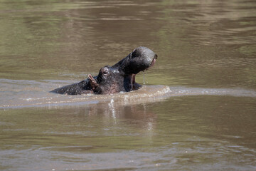 Fototapeta premium hippos in natural conditions in a national park in Kenya