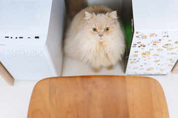 A yellow British Longhair cat, with curious big eyes, stands between two computer desktops, seemingly waiting for you to finish work and play with it.