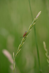 dragonfly on a leaf