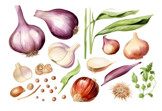 watercolor drawing set with herbs and spices with garlic and onions isolated on white background