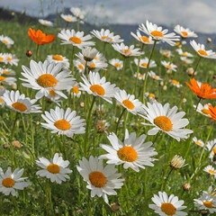 Obraz premium beautiful meadow with a group of white and orange daisies