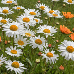 beautiful meadow with a group of white and orange daisies