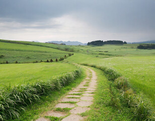 beautiful meadow with a path; summer scenery; fresh green fields