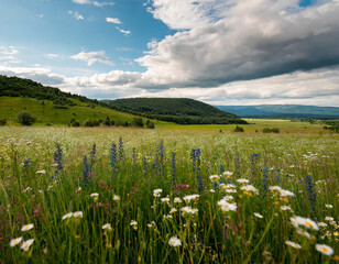 beautiful meadow with wild flowers and hills on the background