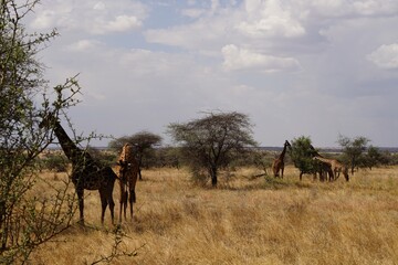 Fototapeta na wymiar african wildlife, giraffes in savannah