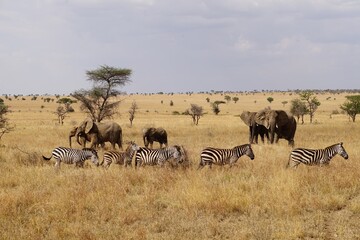 Fototapeta na wymiar african wildlife, elephants, zebras