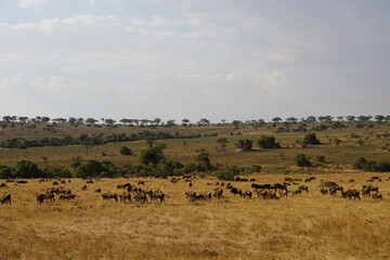 african wilderness, gnu antelopes, landscape
