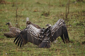 african wildlife, vulture bird