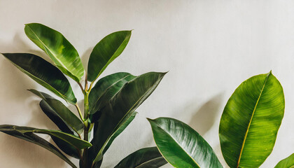 Elegant aesthetic green ficus plant leaves over white wall. Stylish still life home plant composition