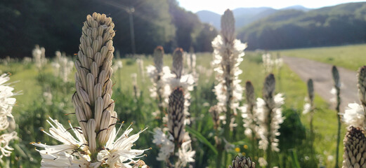 field of asphodels
