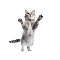 playful jumping falling skydiving cat