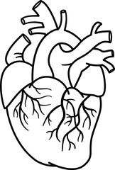 Anatomy of the Human Heart for Coloring. Vector Illustration of Heart with Venous System. Internal organ. Medicine Concept