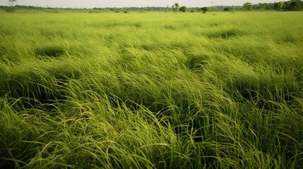 Green vetiver grass field. Vetiver System is used for soil and water conservation, mitigation and rehabilitation, and sediment control. Organic glue for soil sustainable development. Ornamental grass. - obrazy, fototapety, plakaty