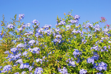 Blue flowers of Plumbago Auriculata against blue sky