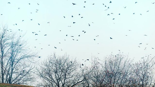 A flock of birds flies high in the blue sky. Wild birds in slow motion 4K. Wildlife footage.