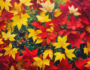 Naklejka na ściany i meble autumn fall leaves background cinematic; red and yellow maple tree