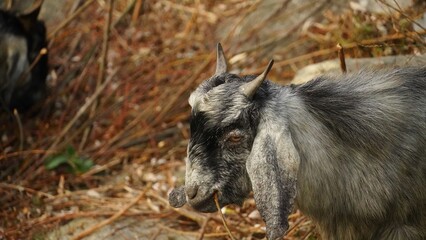 closeup shot of goat eating tree's branches