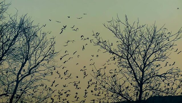 Crows are flying. Flock of birds landscape background. Ravens in slow motion.