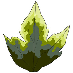 leaf