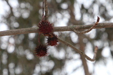 A branch with red leaves