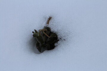 A black beetle on a white surface