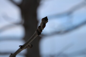 A close-up of a branch