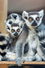 Naklejka premium Image of Group of ring-tailed lemurs and children sitting on a tree branch