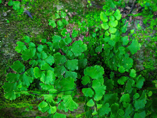 Adiantum capillus-veneris pure green leaves