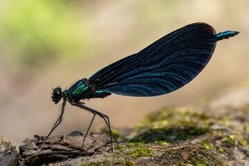 Beautiful demoiselle sitting on wood overgrown with moss