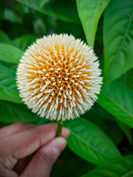 Kadamba flower
