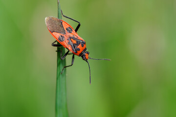 Cinnamon bug on a blade of grass