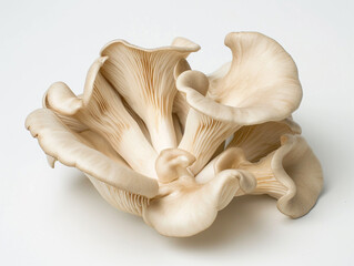 Fototapeta premium Fresh oyster mushroom isolated on white background. Minimalist style. 