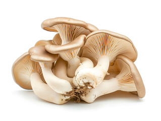 Fototapeta na wymiar Fresh oyster mushroom isolated on white background. Minimalist style. 